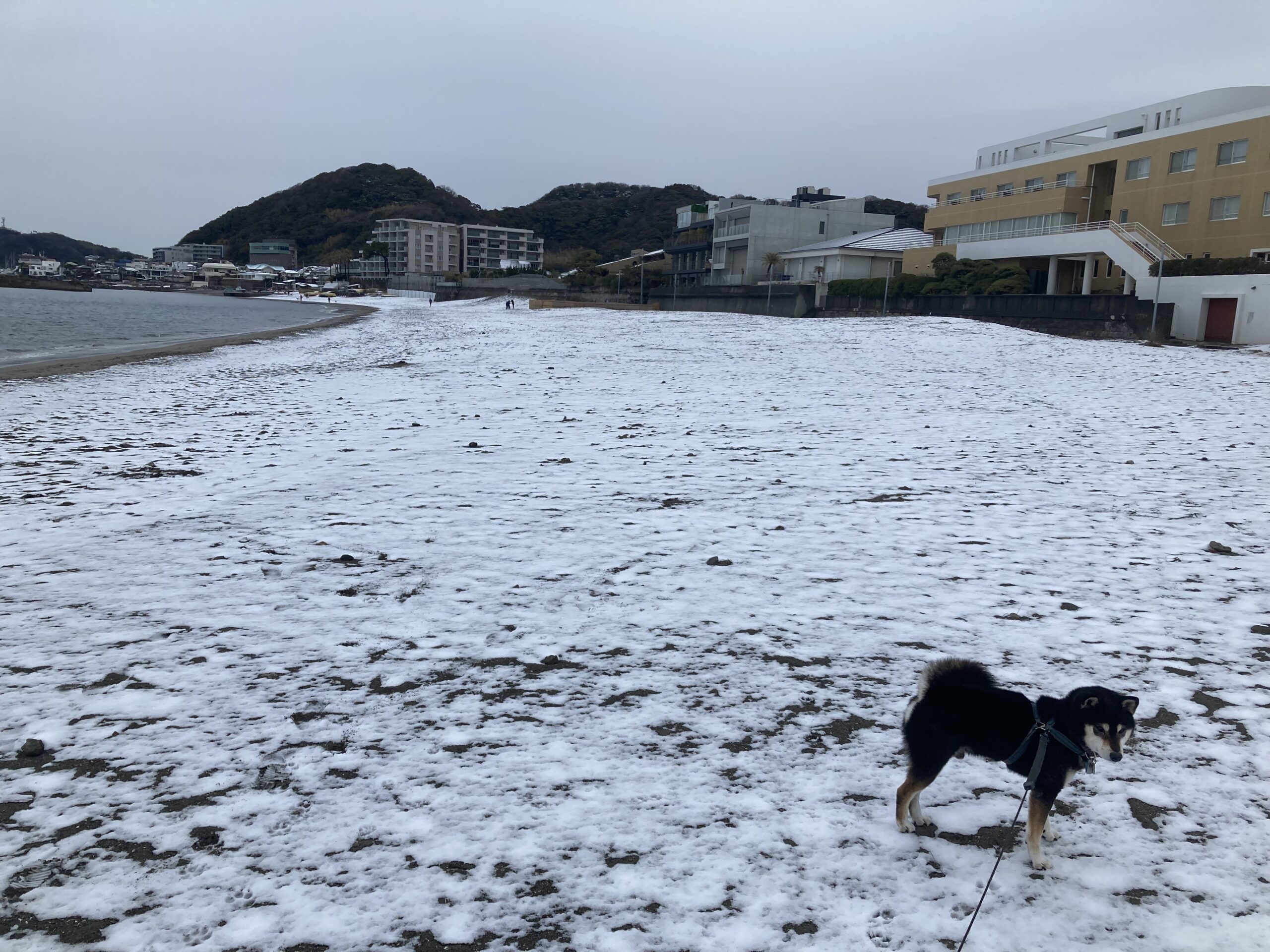 朝の森戸海岸 2月6日